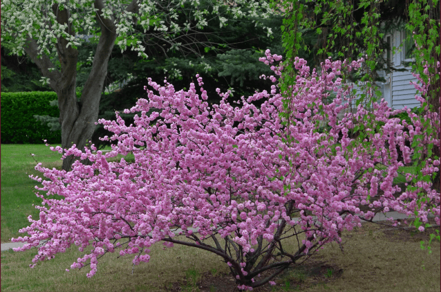 อัลมอนด์ของรุสลัน