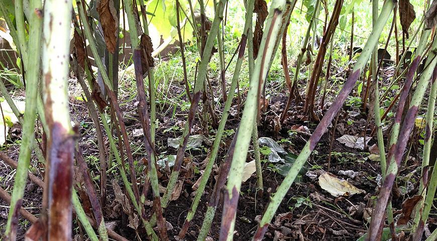 ความหนาแน่นของดินสูง