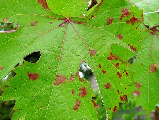 องุ่น ชนิดของจุด แดง