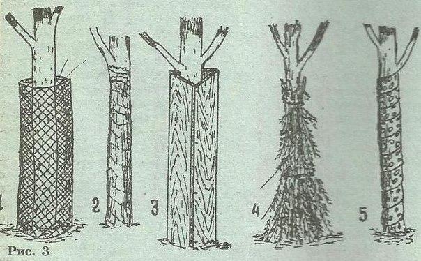 façons de couvrir un pêcher