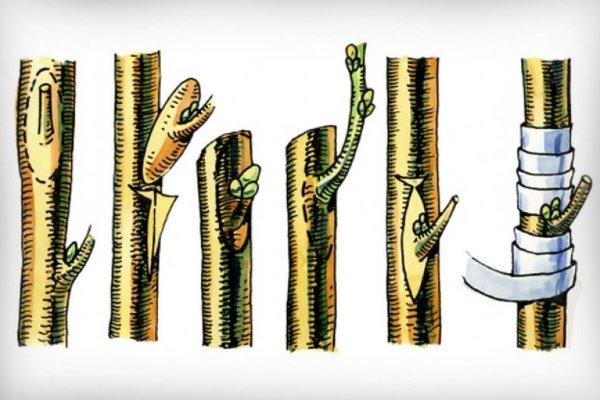 กำลังแตกหน่อ