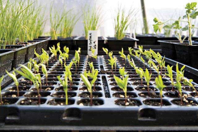 การปลูกที่บ้าน