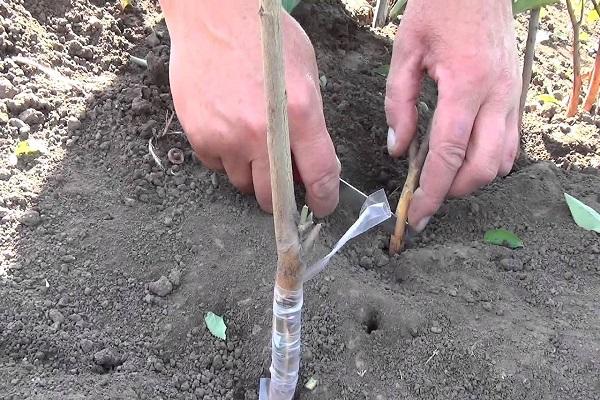 ในฤดูใบไม้ผลิในรอยแยก