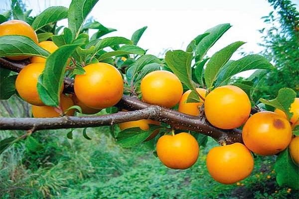 ลูกพลัมเชอร์รี่