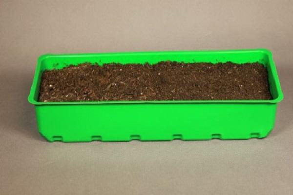 ภาชนะปลูก