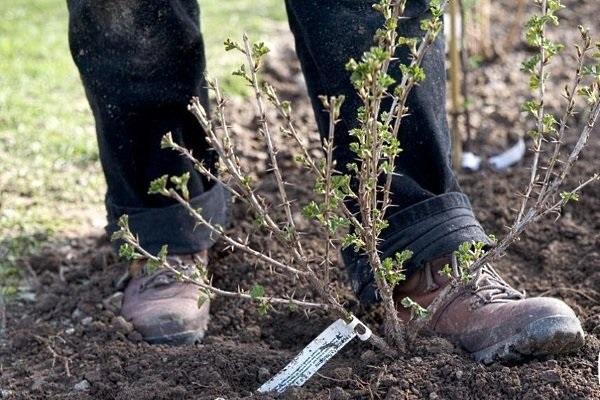 ขาของมนุษย์