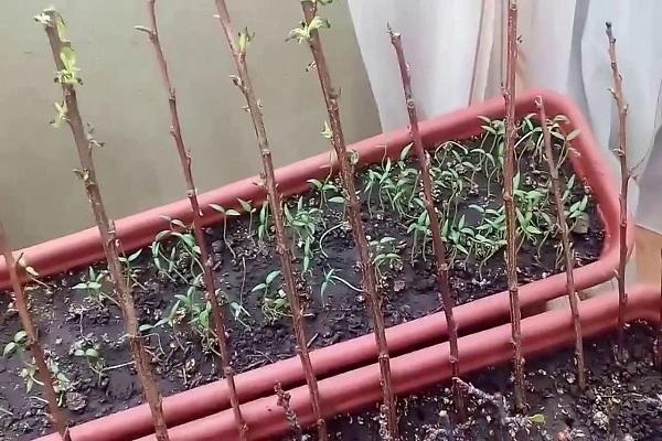 การหยั่งรากของต้นไม้