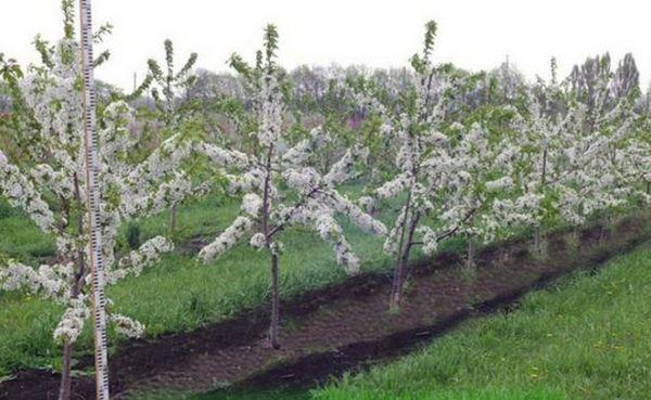 การออกดอกของต้นกล้า