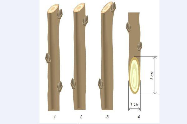 การตัดยอดของการตัด