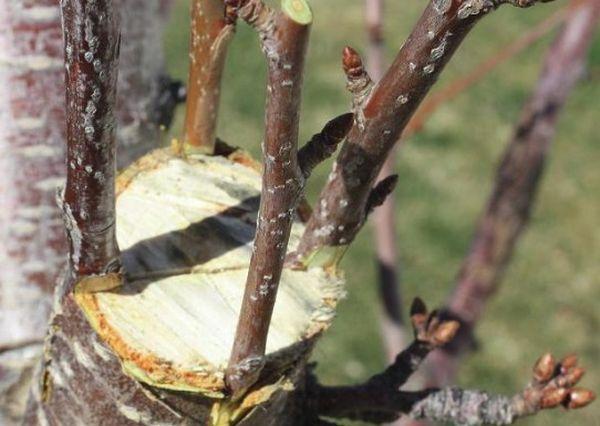 การต่อกิ่งเข้าก้น