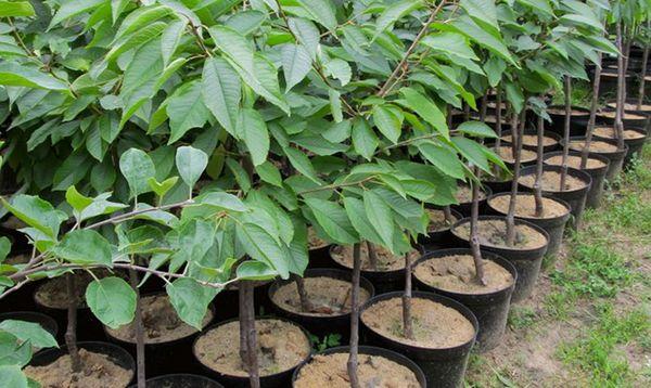 ต้นกล้าเชอร์รี่