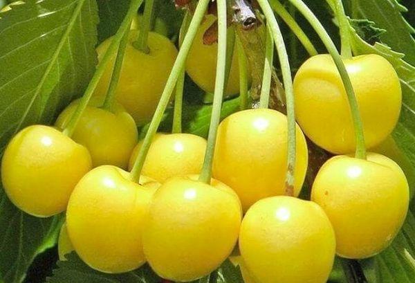 โฮมสเตดสีเหลือง