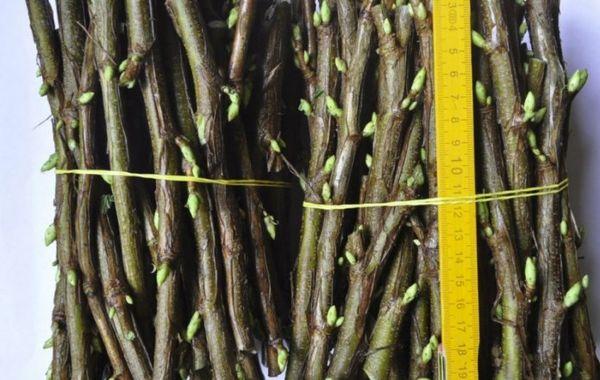 การเก็บรักษากิ่งชำ