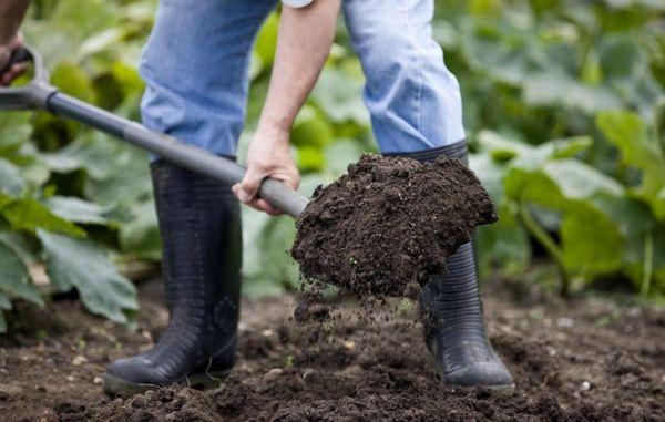 การเตรียมดิน