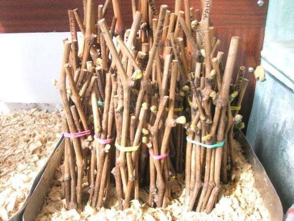 เศษไม้ที่ตัดเป็นขี้เลื่อย