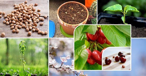 การผสมพันธุ์ด้วยเมล็ด