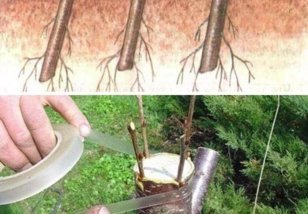 การต่อกิ่งเชอร์รี่