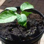 เชอร์รี่จากหิน