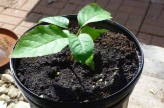 เชอร์รี่จากหิน