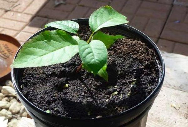 เชอร์รี่จากหิน