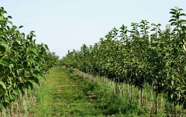 การก่อตัวของมงกุฎ