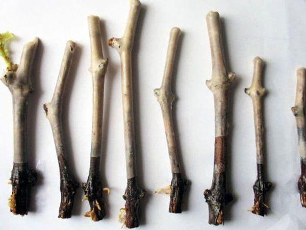 การขยายพันธุ์องุ่น