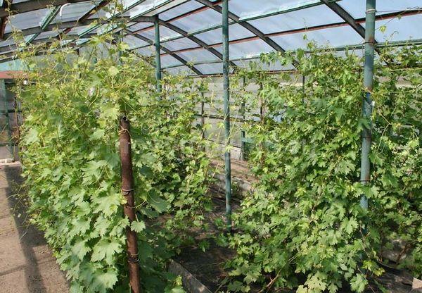 องุ่นในเรือนกระจก