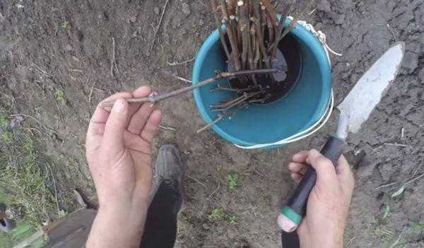 การปักชำสำหรับฤดูหนาว