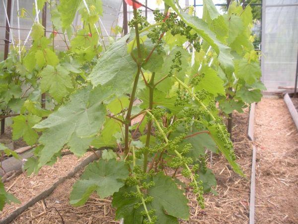 การคลุมดินองุ่น