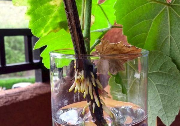 การปักชำที่มีราก