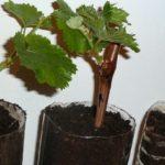 กิ่งพันธุ์องุ่น