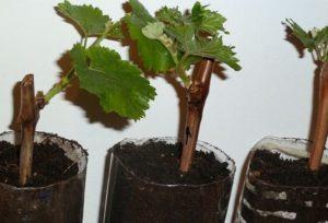 วิธีขยายพันธุ์องุ่นในฤดูร้อนโดยใช้กิ่งพันธุ์เขียวที่บ้าน
