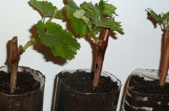 กิ่งพันธุ์องุ่น