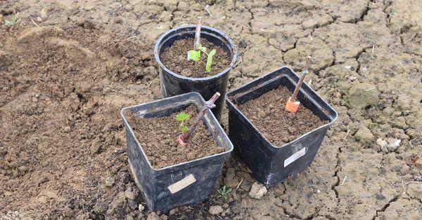 การขยายพันธุ์องุ่น