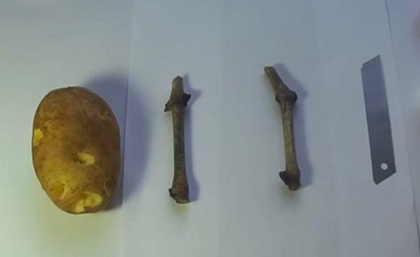 องุ่นในมันฝรั่ง