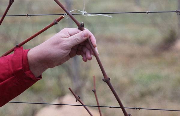 การขยายพันธุ์องุ่น