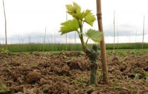 การคลายและกำจัดวัชพืช