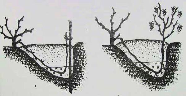 การปักชำเพื่อการขยายพันธุ์