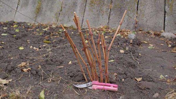 การแบ่งชั้นแบบลิกไนต์