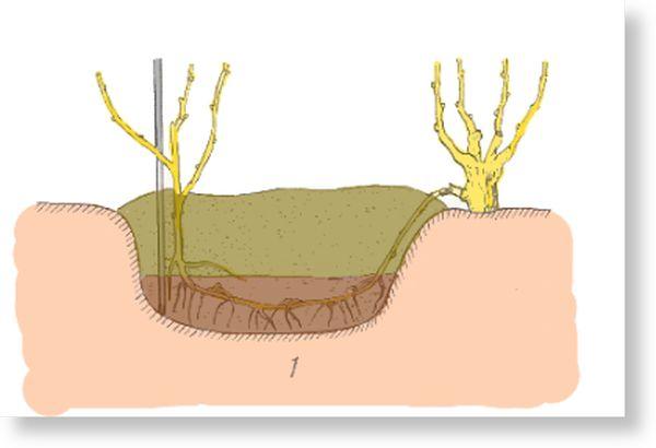 การปลูกองุ่น