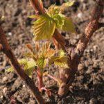 propagation de la vigne