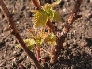 คำแนะนำในการขยายพันธุ์องุ่นโดยการตอนกิ่งในฤดูใบไม้ผลิ ฤดูร้อน และฤดูใบไม้ร่วง