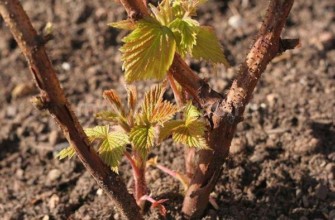 การขยายพันธุ์องุ่น