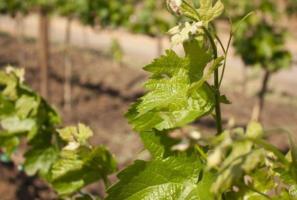 องุ่นอ่อน