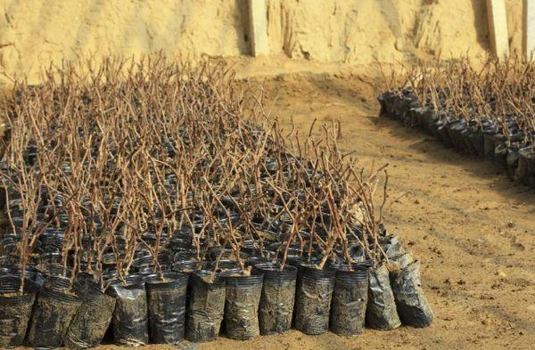 การแบ่งชั้นองุ่น