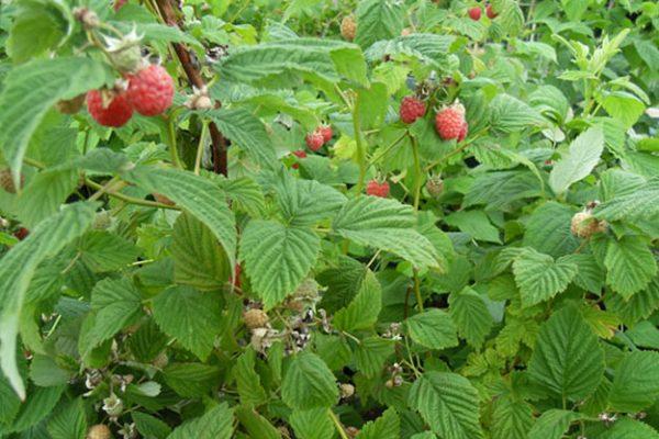 การขยายพันธุ์ราสเบอร์รี่
