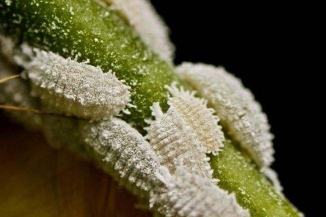 ศัตรูพืชขององุ่น