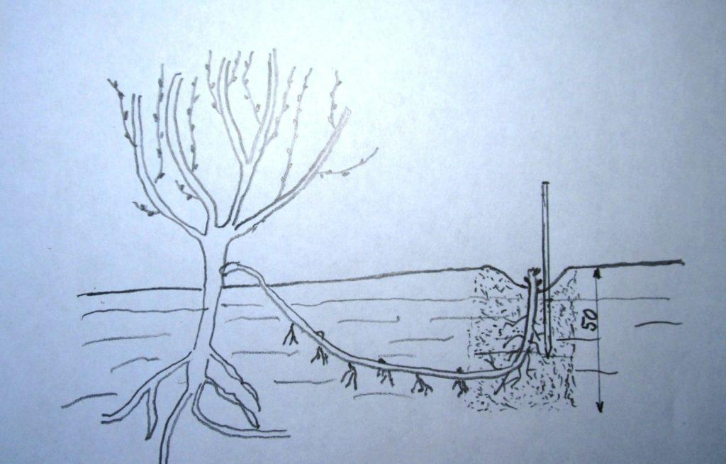 propagation par marcottage