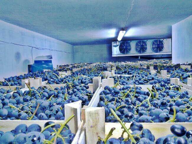 การเก็บรักษาองุ่น