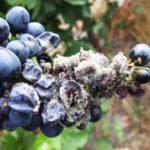 โรคเน่าขาว